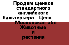 Продам щенков стандартного английского бультерьера › Цена ­ 30 000 - Московская обл. Животные и растения » Собаки   